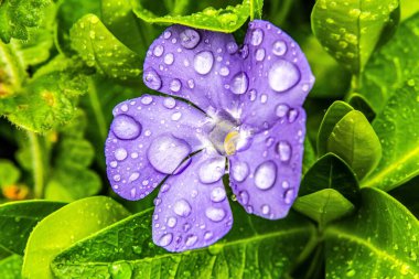 Bahçedeki mavi çiçek. yağmur damlası.