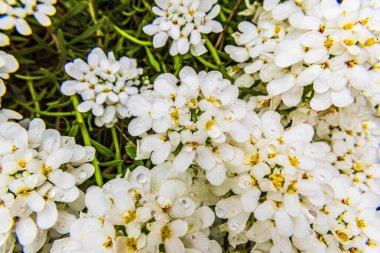 Arkaplanda beyaz çiçekler, görüntüyü kapat