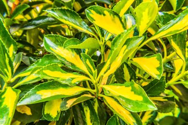 bir bitkinin yeşil yaprakları