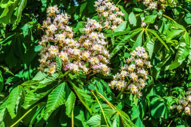 Kestane ağacı çiçekleri ilkbaharda yeşil yapraklarla