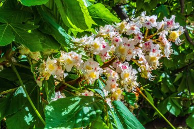 Bahçedeki beyaz çiçek, kapat manzarayı