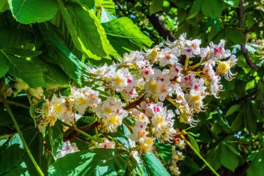 Bahçedeki beyaz kiraz ağacının çiçekleri.