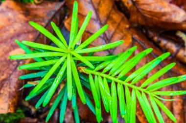 Ormanda yeşil eğreltiotu yaprağı.