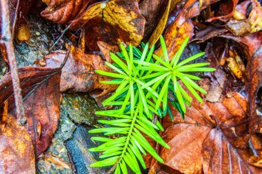 yeşil yosun ve ormanda iğneler..
