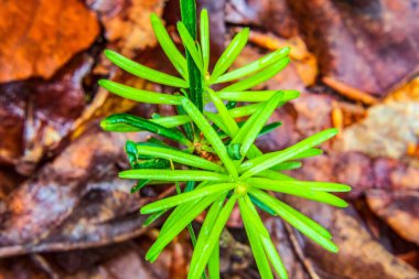 Sonbaharda yosunlu çam ağacı