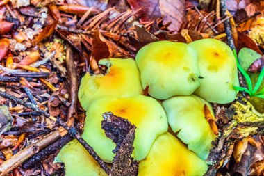 Ormandaki kütükte mantarlar