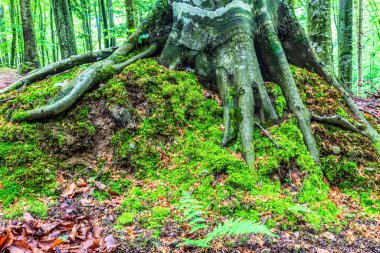 Ormanda yosunlu bir ağaç