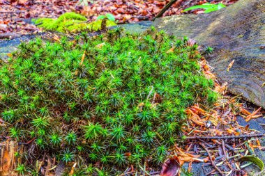 Ağaçta yeşil yosun