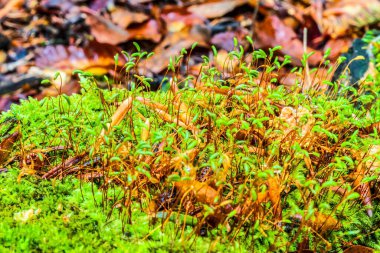 Sonbahar yaprakları, sonbahar bitkileri