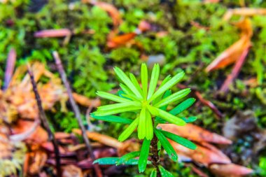 Yeşil yosun zeminde