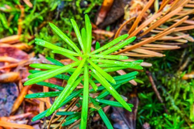 Ormandaki yeşil bir yaprağa yaklaş.