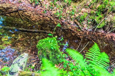 Dağlardaki ormanın güzel manzarası.
