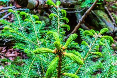 Ormanda büyüyen yeşil yosun
