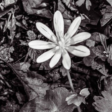 beyaz çiçek ve çimen