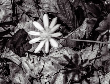 siyah ve beyaz çiçek arkaplanı