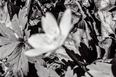 Beyaz, siyah ve beyaz bir çiçeğe yaklaş