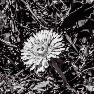 Güzel botanik fotoğrafı, doğal duvar kağıdı.