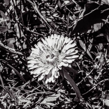 Bahçedeki güzel çiçekler