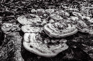 Ormanda mantar, siyah ve beyaz