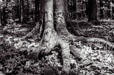 Ormandaki genç bir ağacın siyah beyaz fotoğrafı.