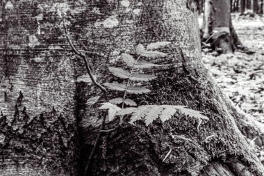 Ağaç dalları, doğa bitki örtüsü.