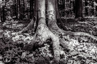 Ormandaki ağacın siyah beyaz fotoğrafı.