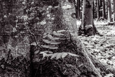 Ağaç gövdesinin dikey görüntüsü.