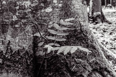 Ağaç gövdesi, kabuk,