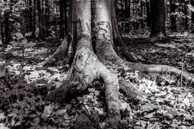 Ormandaki ağaç kökleri, doğa bitki örtüsü.
