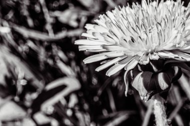 Güzel beyaz bir papatya çiçeğine yaklaş.