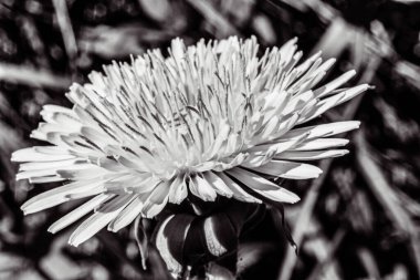 Bahçedeki bir çiçeğin siyah beyaz fotoğrafı