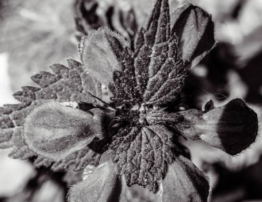 Güzel botanik fotoğrafı, doğal duvar kağıdı.