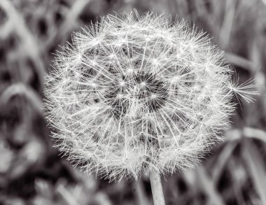 Karahindiba çiçeği, yakın plan, siyah beyaz fotoğraf