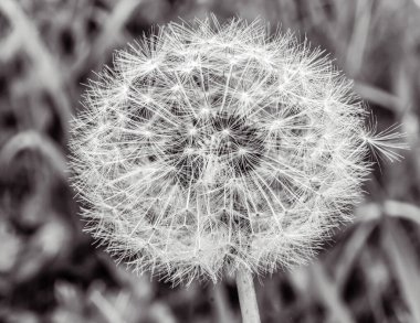 Çimlerde karahindiba