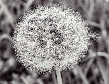 Güzel karahindiba çiçeği, yaklaş