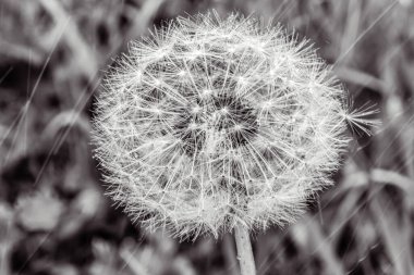 Tarladaki güzel çiçek.