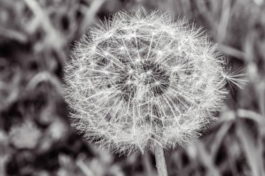 Çayırda karahindiba çiçeği, yaz mevsimi