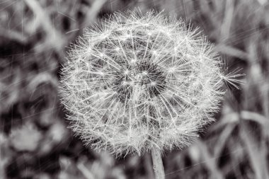 Güzel karahindiba çiçeği, doğal arka plan