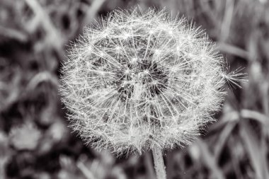 Çimlerde karahindiba tohumları