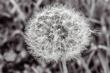 beyaz zemin üzerine siyah çiçek