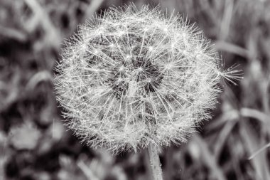 Karahindiba çiçeği yaklaş..