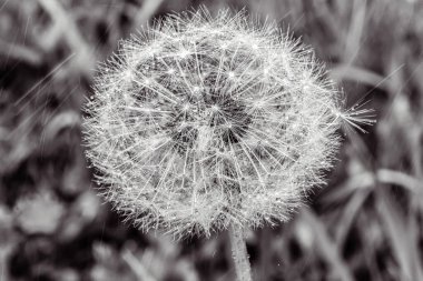 Çimlerde karahindiba