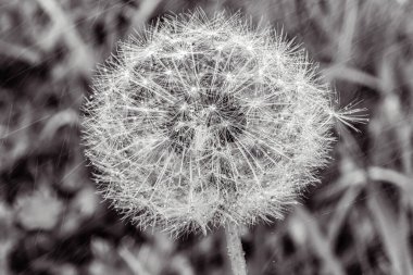 Siyah beyaz karahindiba tohumları