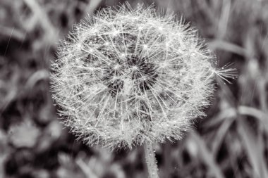 Çimlerde karahindiba tohumları