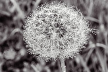 Macro photo, Animals, Nature, urope, Eastern Europe, Romania   