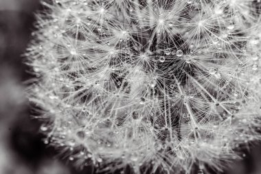 Bir tarlada karahindiba tohumu. makro çekim