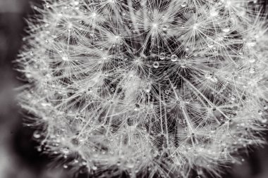 Karahindiba tohumları makroyu kapatın