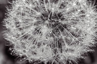 Makroda karahindiba tohumları yakın çekim