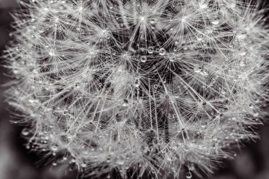 Bahçedeki güzel çiçek