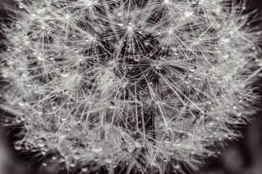 Macro photo, Animals, Nature, urope, Eastern Europe, Romania   